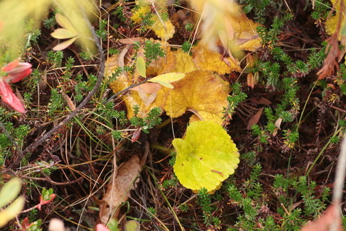 Nephrophyllidium crista-galli observed 2026-09-26