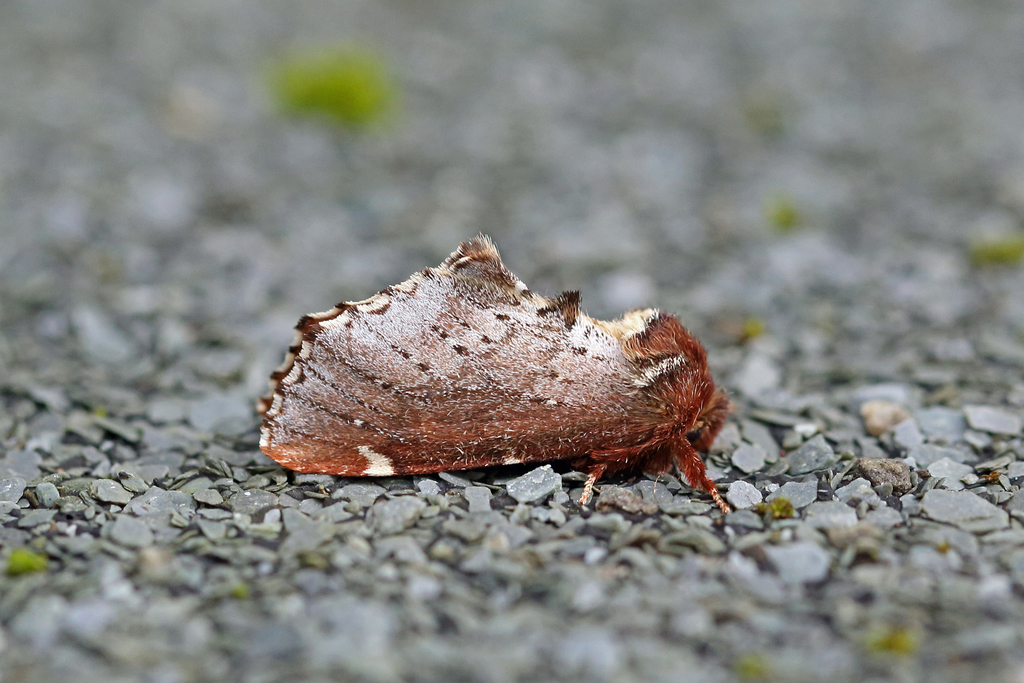 Scarce Prominent