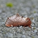 Odontosia carmelita - Photo (c) Nigel Voaden, algunos derechos reservados (CC BY)