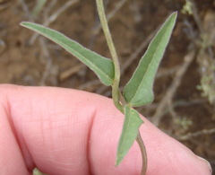 Dolichos hastiformis