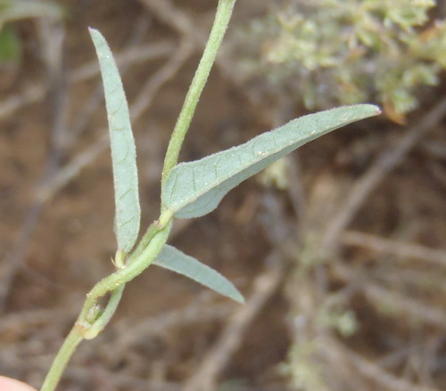 Image of Dolichos hastiformis by (c) Nicola van Berkel, some rights reserved (CC BY-SA)