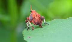 Kalidasa lanata