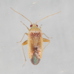 Parthenicus juniperi