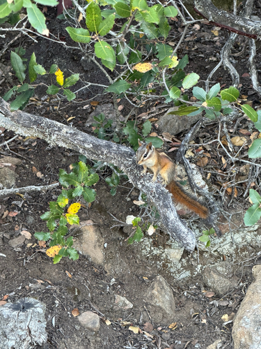 Sonoma Chipmunk observed by manzanita1997
