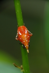 Kalidasa lanata