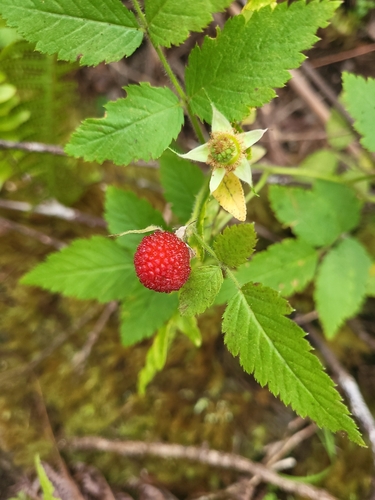 Rubus rosifolius observed 2026-09-29