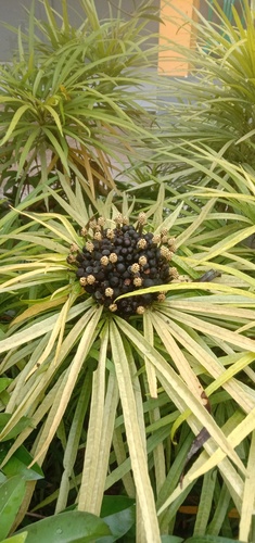 Osmoxylon observed 2026-09-30