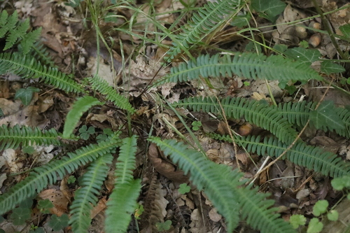deer fern