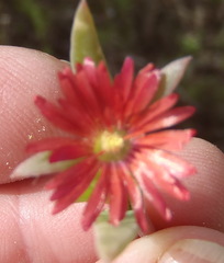Delosperma acuminatum