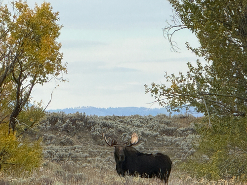 Shiras Moose