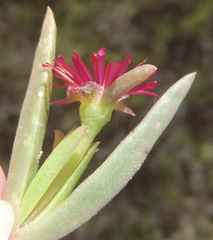Delosperma acuminatum