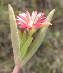 Delosperma acuminatum