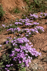 Phlox sibirica