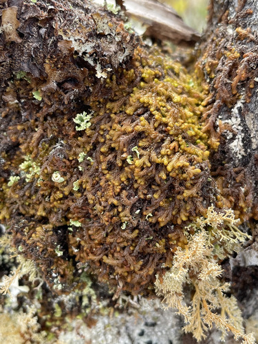 Ptilidium californicum observed 2026-09-26