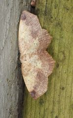 Antepione thisoaria