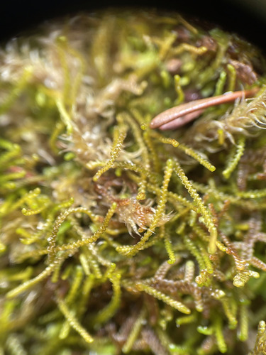 Sphenolobus minutus observed 2026-09-26