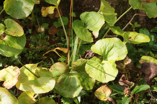 Nephrophyllidium crista-galli observed 2026-09-26