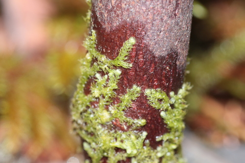 Ptilidium californicum observed 2026-09-26