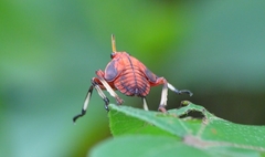 Kalidasa lanata