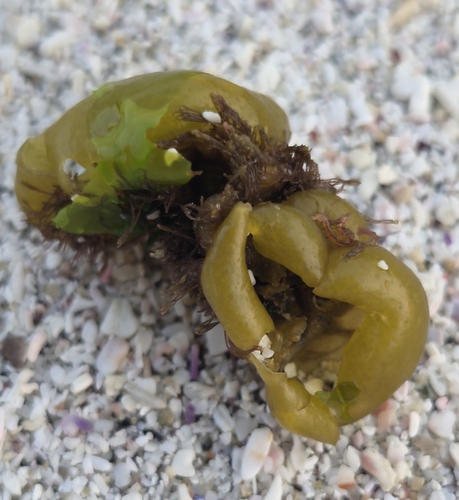Colpomenia sinuosa observed 2026-09-29