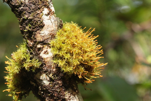 Ulota obtusiuscula observed 2026-09-26