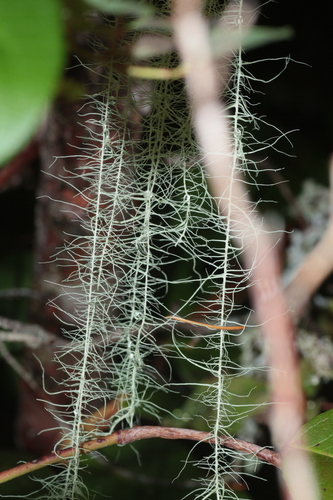 Dolichousnea longissima, 2026-09-26