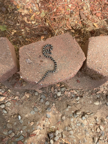 California King Snake