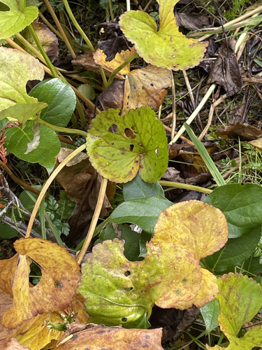 Nephrophyllidium crista-galli observed 2026-09-26