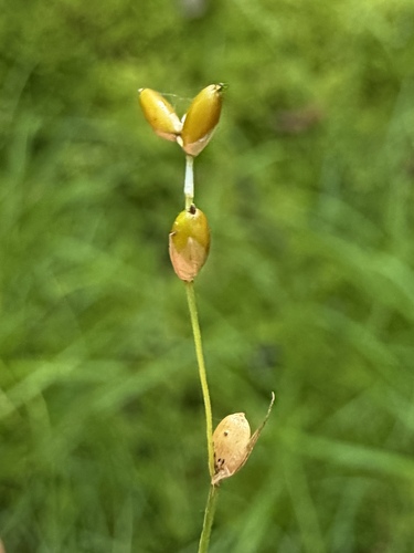 Carex disperma, 2026-09-05