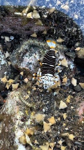 Gnathophyllum americanum observed 2026-09-30