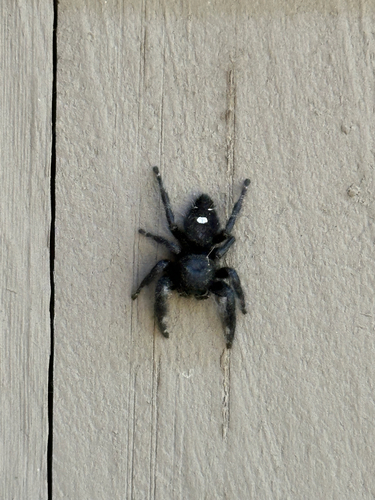 Bold Jumping Spider