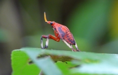 Kalidasa lanata