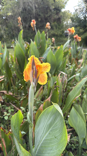 Canna flaccida observed 2026-09-29