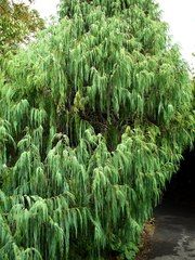 Cupressus torulosa