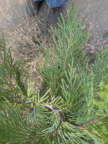California incense-cedar