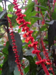 Salvia confertiflora