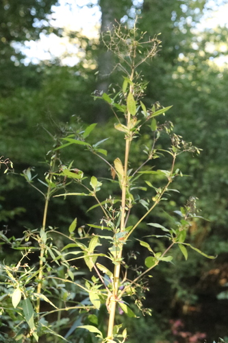 Himalayan balsam