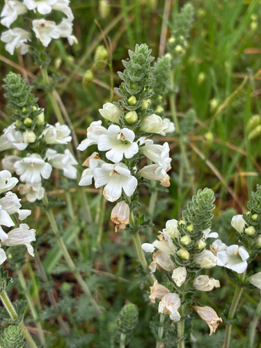 Euphrasia collina osbornii