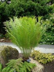 Cycas pectinata
