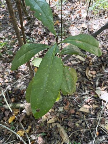 southern magnolia