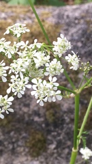Anthriscus sylvestris