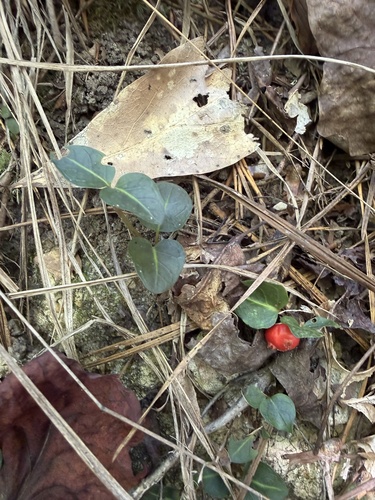 partridgeberry