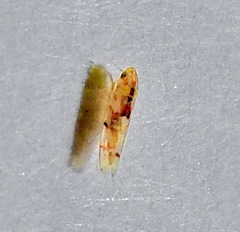 Erythroneura octonotata