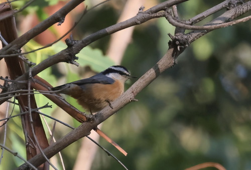 Red-breasted Nuthatch