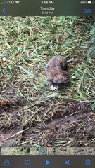 Thomomys