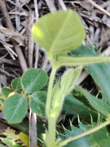 Desmodium uncinatum observed 2026-09-26