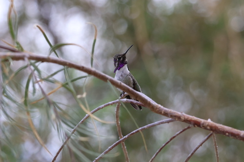 Costa's Hummingbird