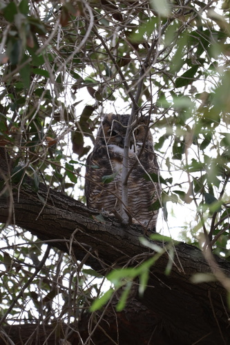 Great Horned Owl