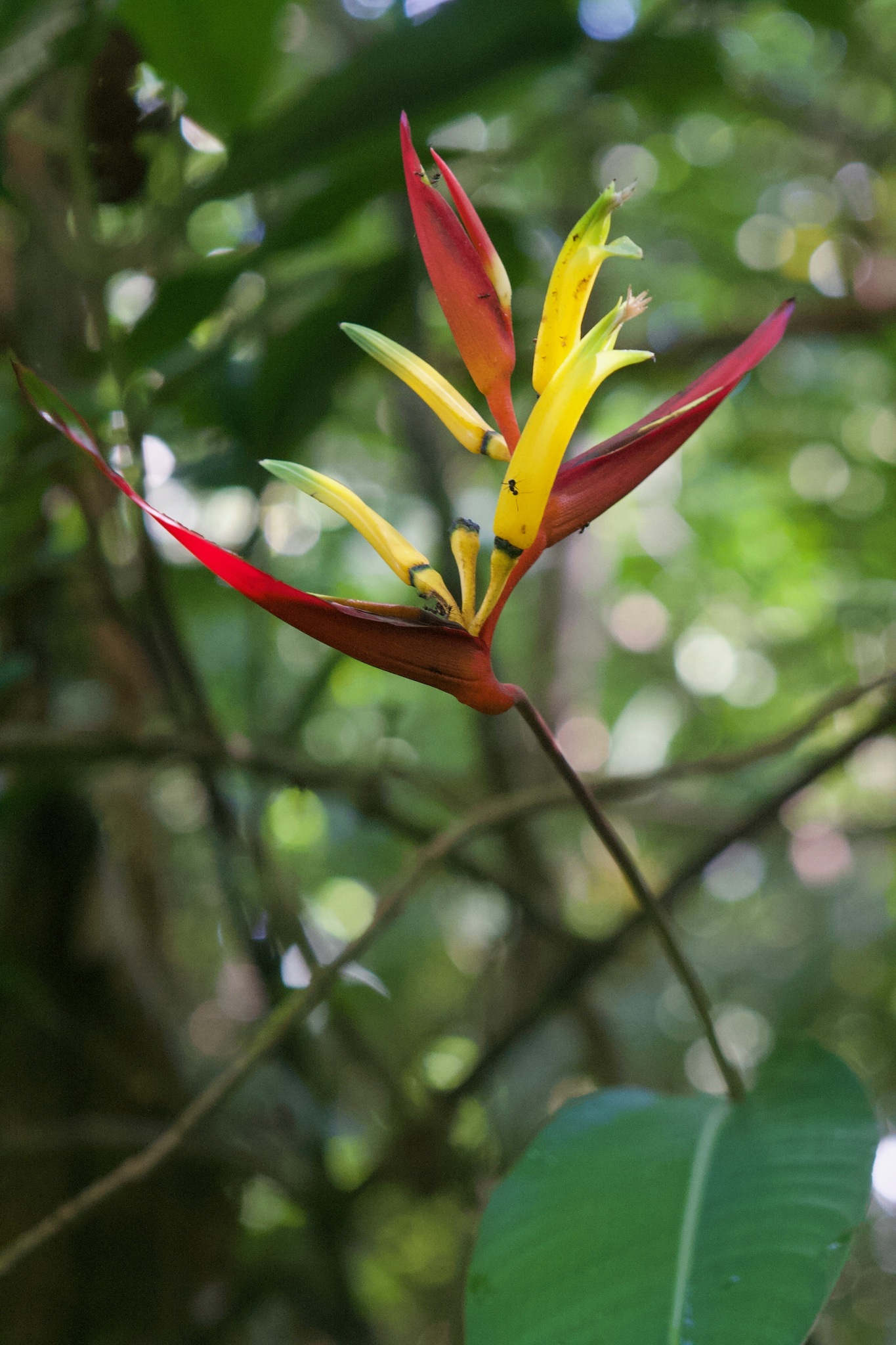 Heliconia vaginalis