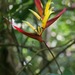 Heliconia vaginalis - Photo (c) Riley Fortier,  זכויות יוצרים חלקיות (CC BY-NC), הועלה על ידי Riley Fortier